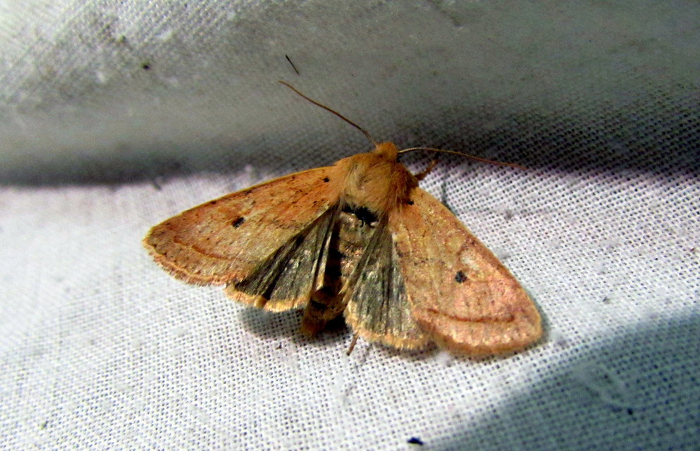 Leptologia macilenta - gyertyán-őszibagoly
