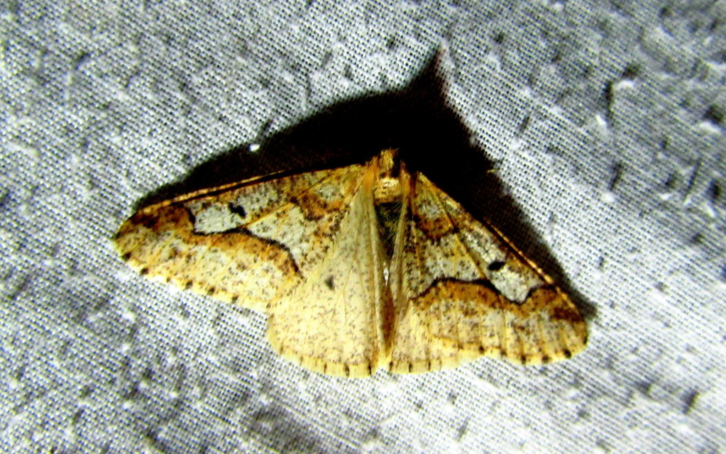 Erannis defoliaria - nagy téliaraszoló