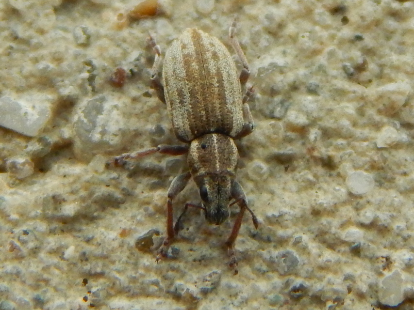 Sitona humeralis - lucerna-csipkézőbogár