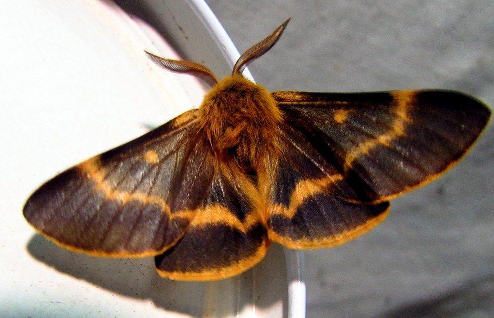 Lemonia dumi - sávos szövő