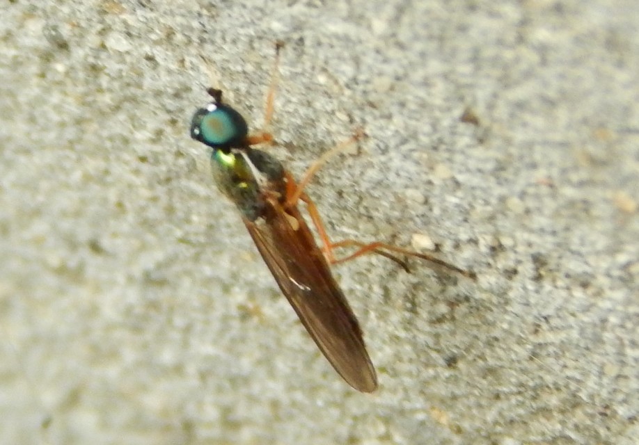 Sargus bipunctatus - kétpettyes fémeslégy
