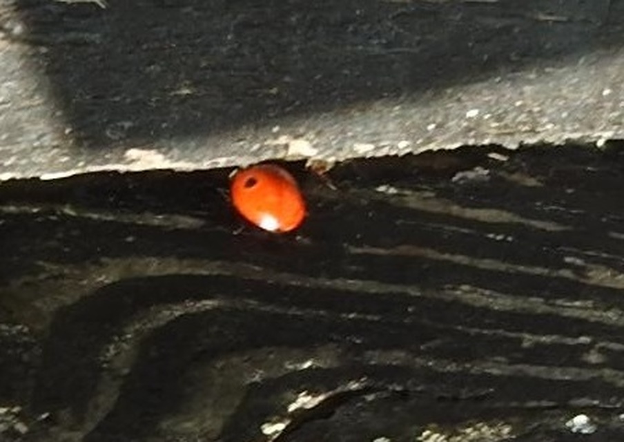 Adalia bipunctata - kétpettyes katica
