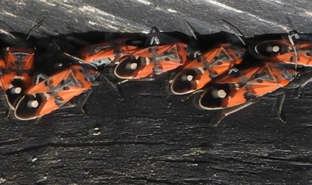 Lygaeus equestris/simulans