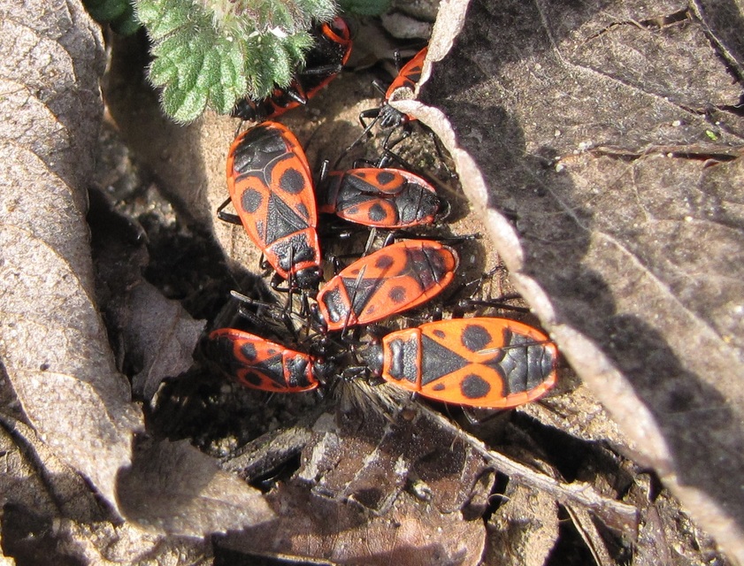 Pyrrhocoris apterus - verőköltő poloska