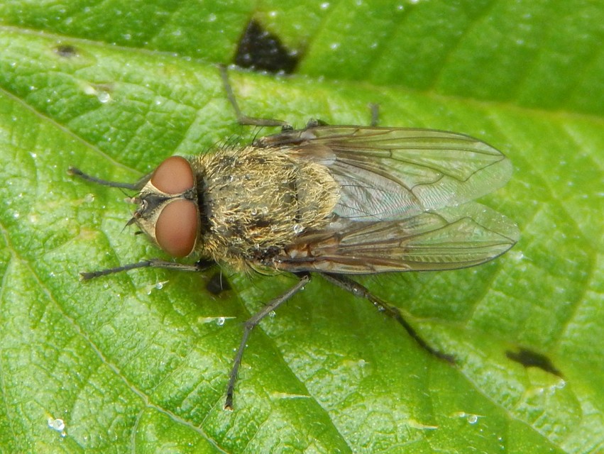Pollenia