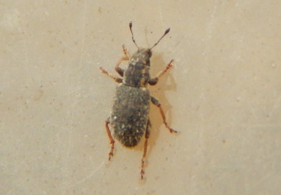 Sitona hispidulus - szőrös csipkézőbogár