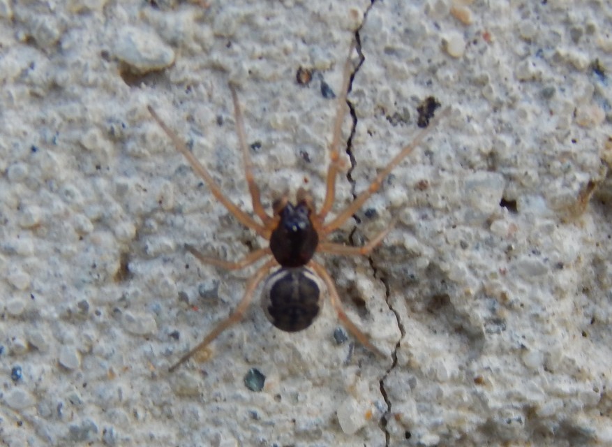 Pachygnatha degeeri