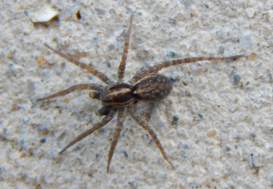 Pardosa