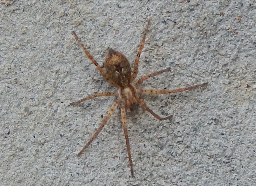 Anyphaena accentuata - jegyespók
