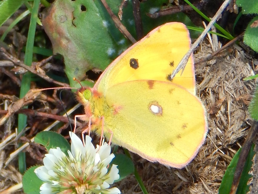 Colias croceus - sáfránylepke