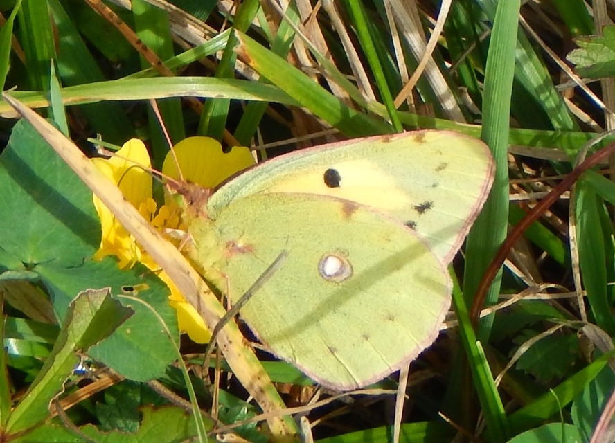 Colias croceus - sáfránylepke