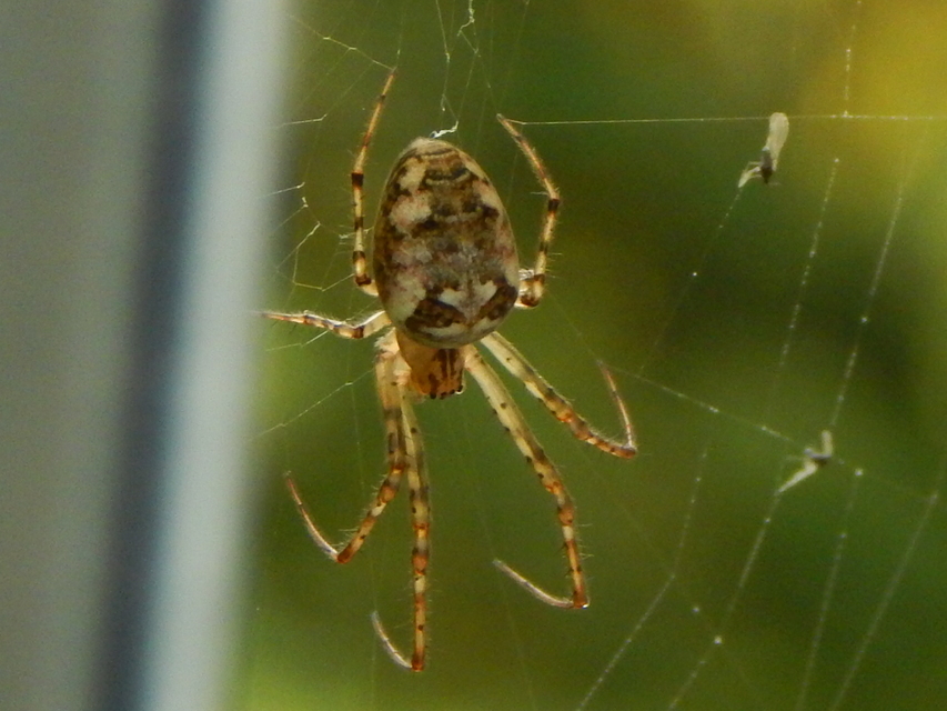 Metellina mengei