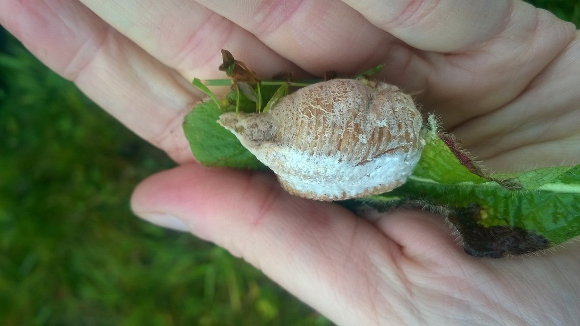Mantis religiosa - imádkozósáska