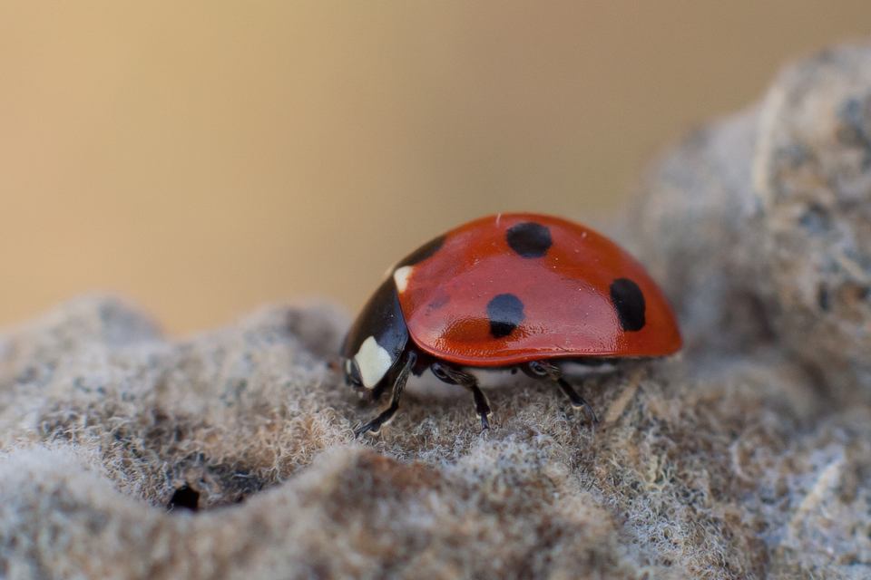 Coccinella septempunctata - hétpettyes katica