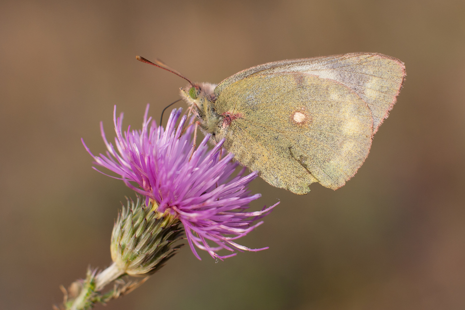 Colias hyale - kéneslepke