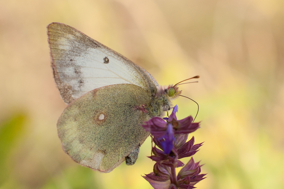 Colias hyale - kéneslepke