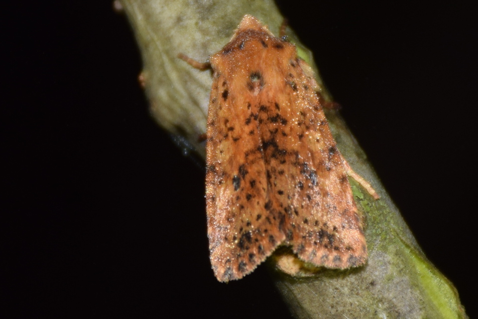 Conistra rubiginea - vörös őszibagoly