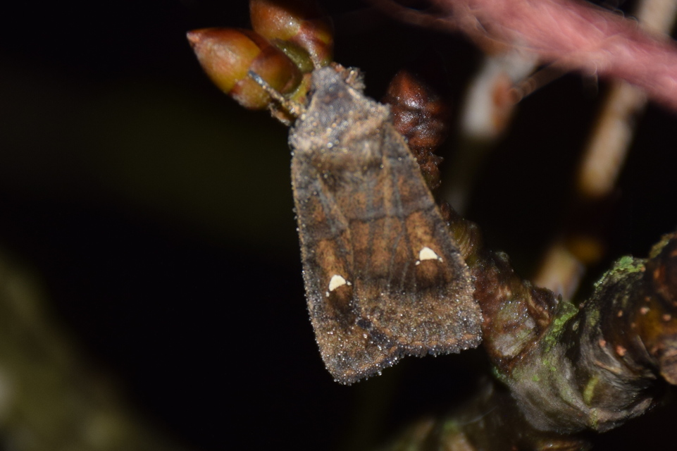Eupsilia transversa - holdacskás télibagoly