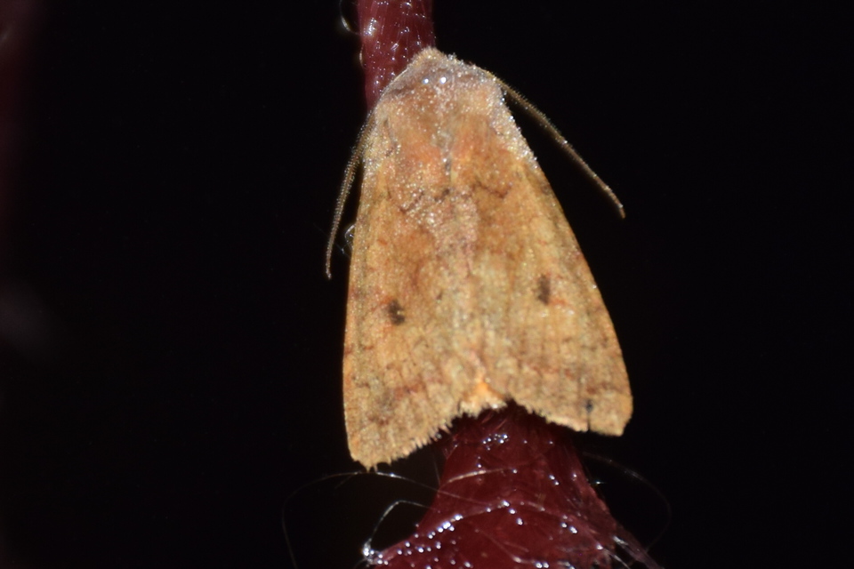 Sunira circellaris - okkersárga őszibagoly