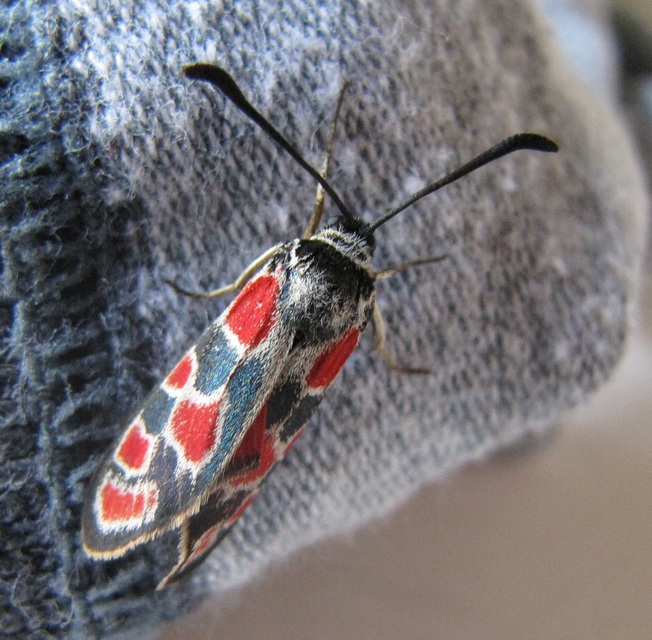 Zygaena carniolica - fehérgyűrűs csüngőlepke
