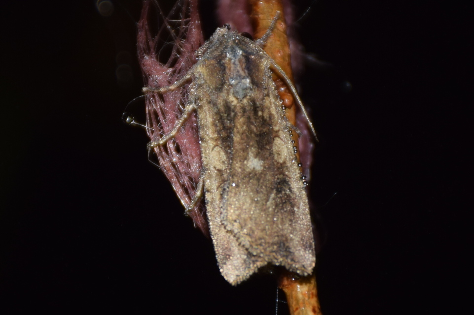 Peridroma saucia - vándor földibagoly