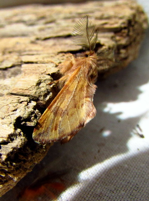 Ptilophora plumigera - tollas púposszövő