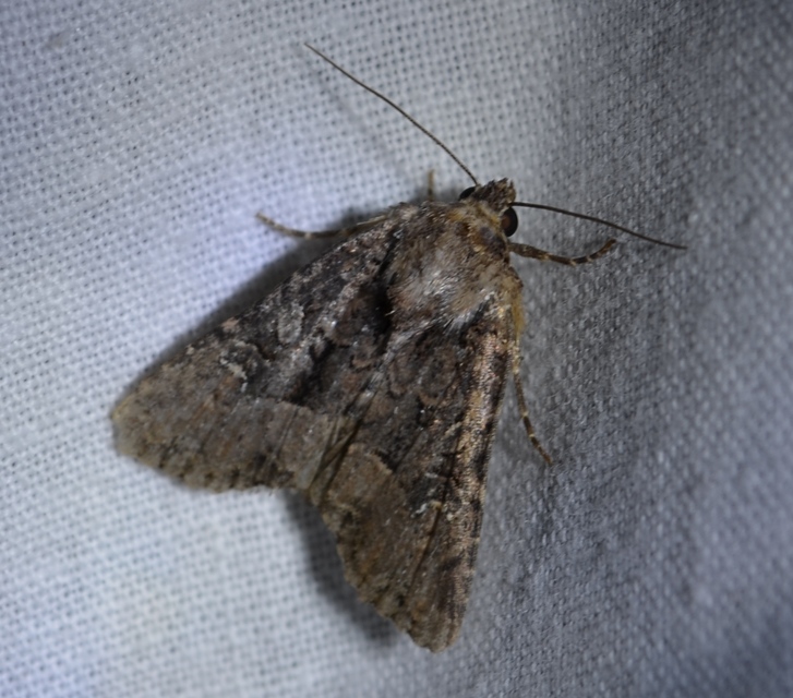 Oligia strigilis/latruncula/versicolor