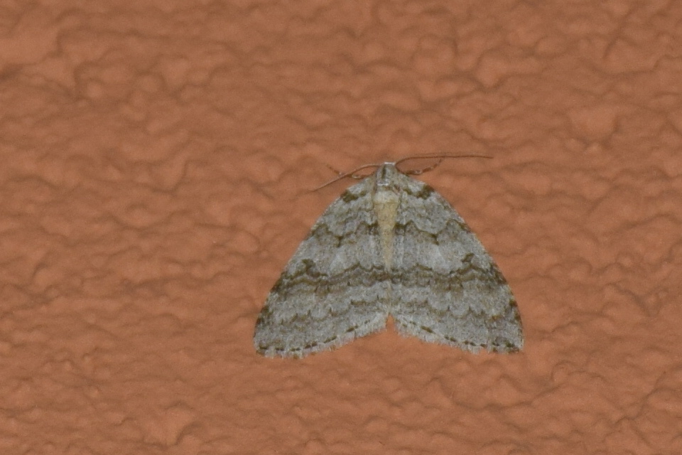 Epirrita