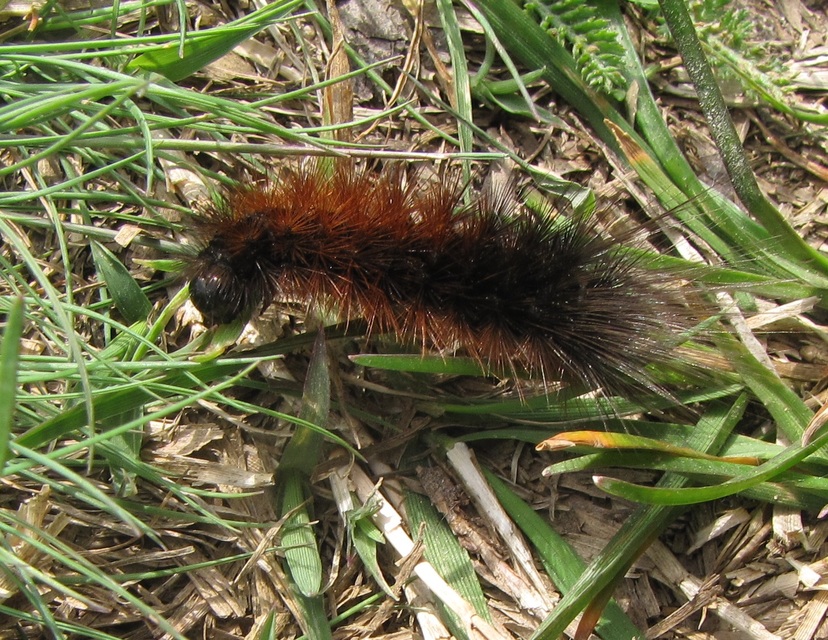 Hyphoraia aulica - barna medvelepke