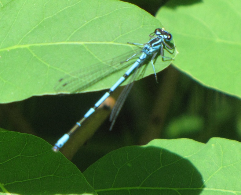 Coenagrion puella - azúrkék légivadász