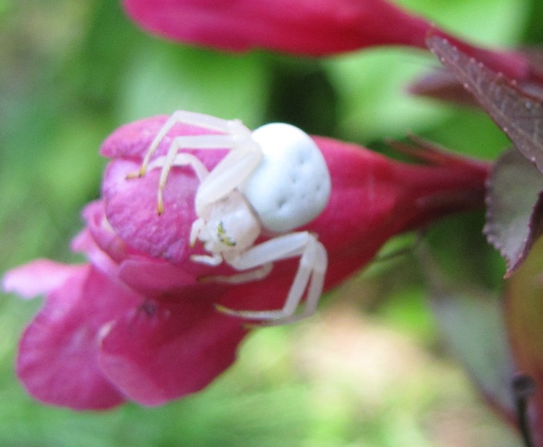 Misumena vatia - viráglakó karolópók