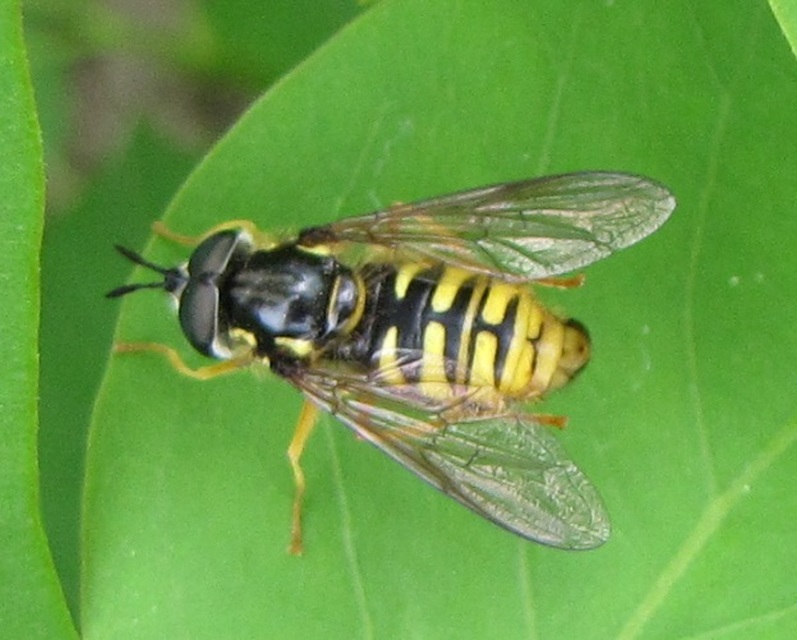 Chrysotoxum cautum - gyakori öveslégy