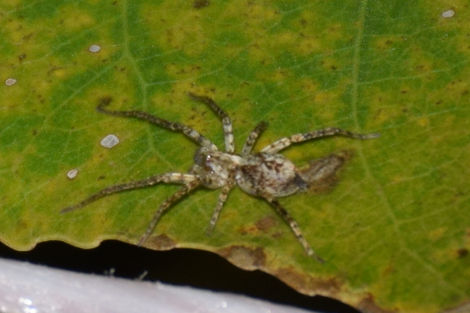 Anyphaena accentuata - jegyespók