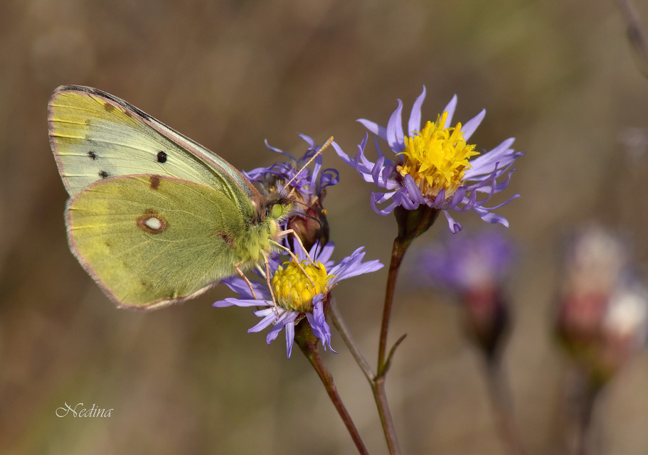 Colias hyale - kéneslepke