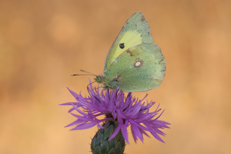 Colias erate - csángó-kéneslepke
