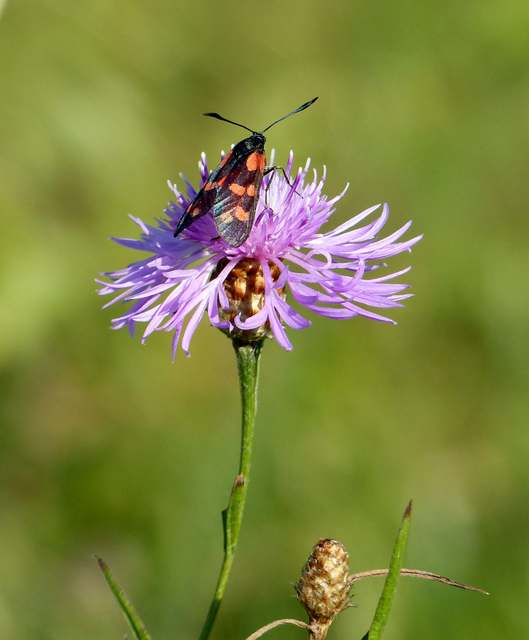 Zygaena filipendulae - acélszínű csüngőlepke