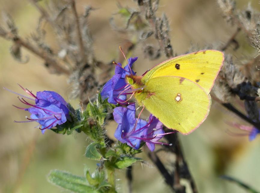 Colias croceus - sáfránylepke