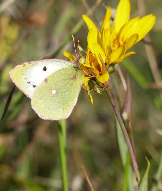 Colias croceus - sáfránylepke