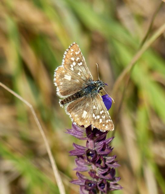 Pyrgus armoricanus - feles busalepke