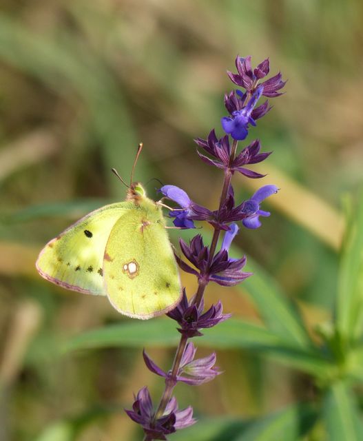 Colias erate - csángó-kéneslepke
