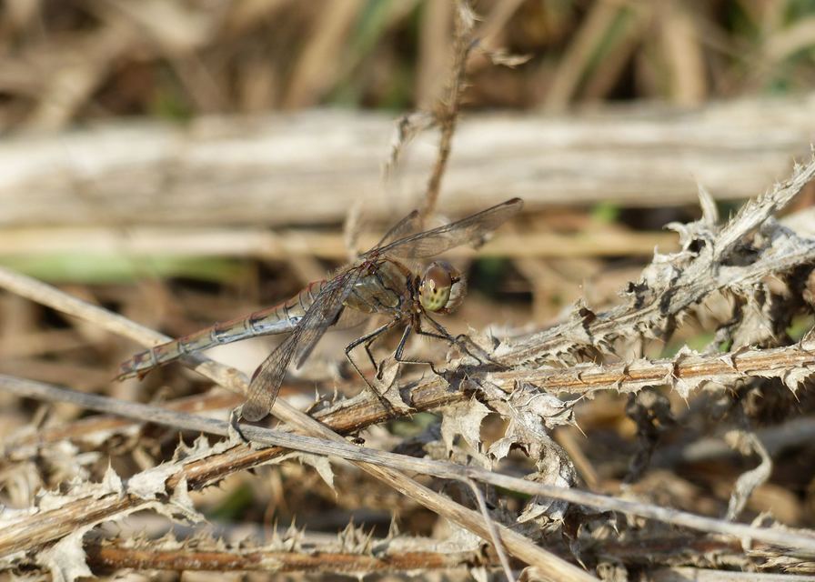 Sympetrum striolatum - harántsávos katona-szitakötő
