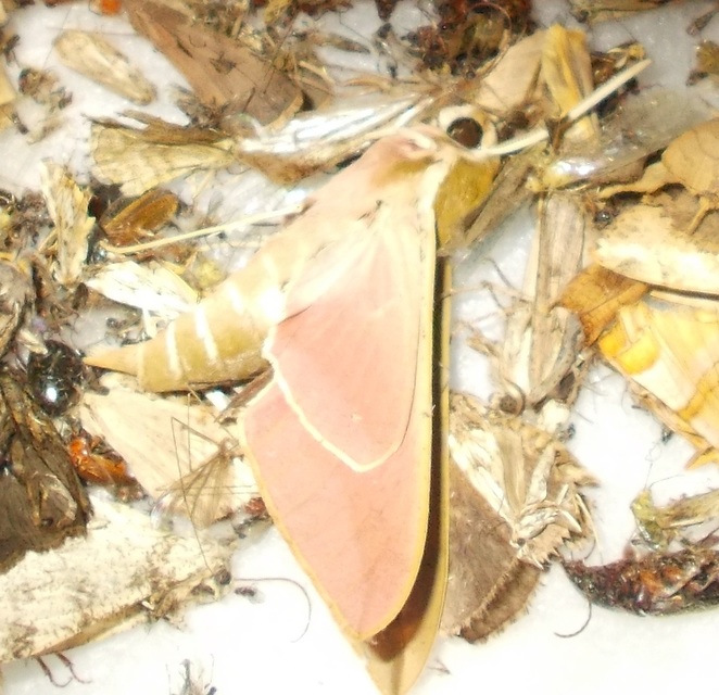 Hyles euphorbiae - kutyatejszender
