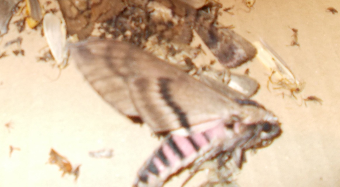 Sphinx ligustri - fagyalszender