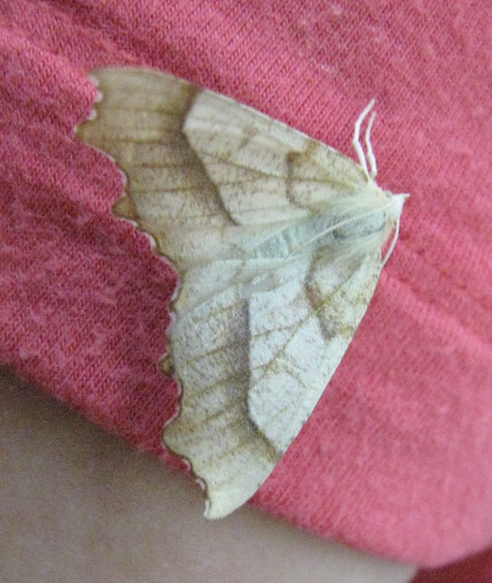 Ennomos quercinaria - tölgyfa-levélaraszoló