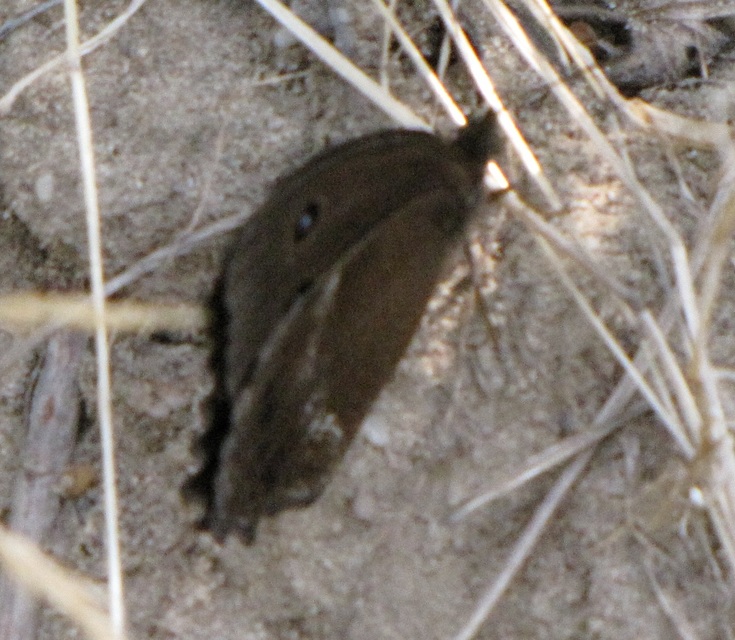 Minois dryas - fekete szemeslepke