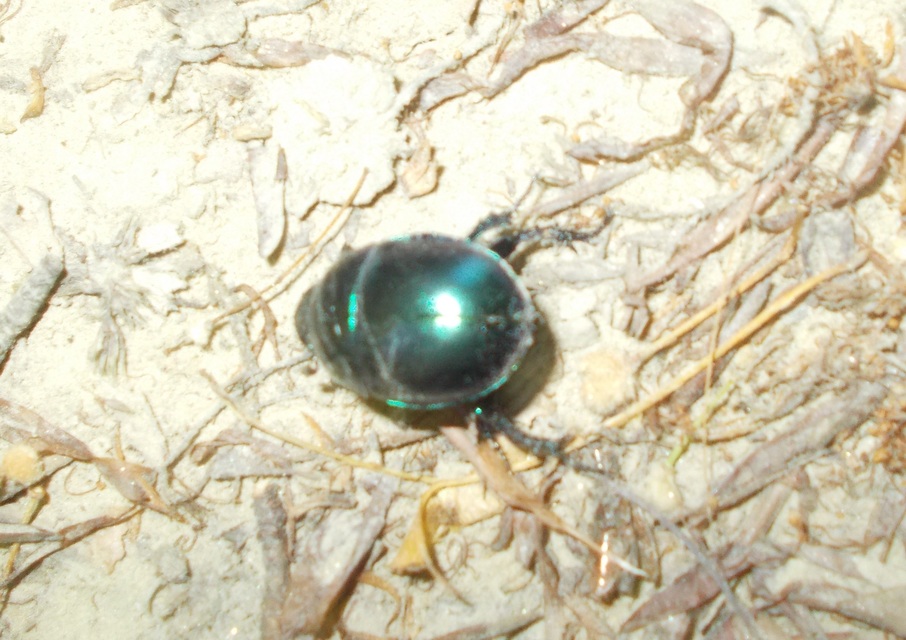 Trypocopris vernalis - tavaszi álganéjtúró