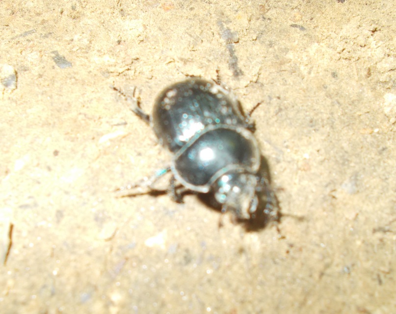 Anoplotrupes stercorosus - erdei álganéjtúró