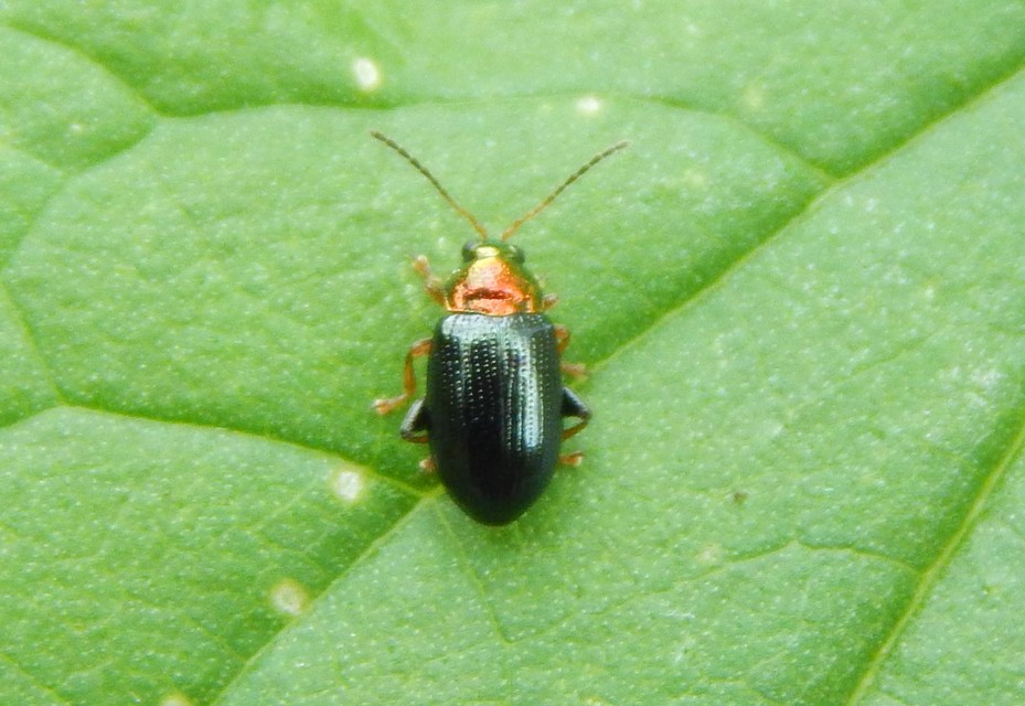 Crepidodera aurata - ékes fűz-földibolha