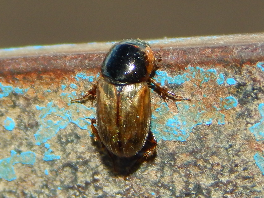 Aphodius prodromus - sárgalábú trágyabogár