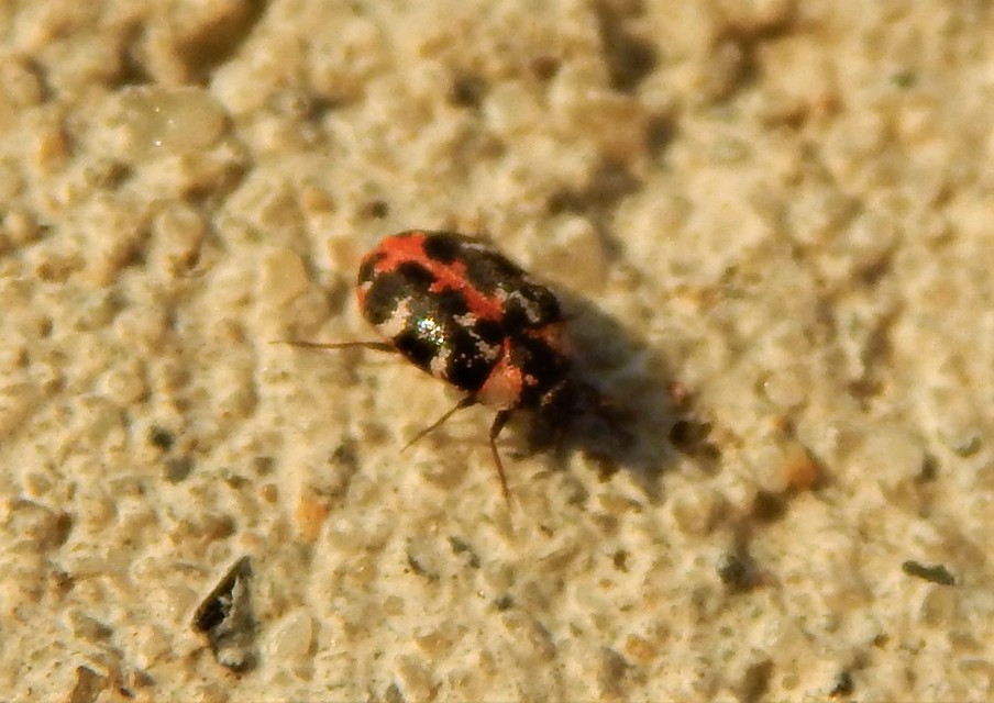 Anthrenus scrophulariae - nagy múzeumbogár